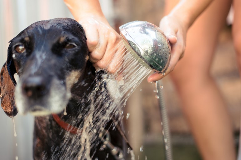 愛犬をさっぱり きれいに 犬のお風呂の入れ方とポイント みんなのペットライフ
