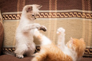 猫がついてくる4つの理由とは 鳴きながらウロウロ寄ってくる心理を解説 みんなのペットライフ