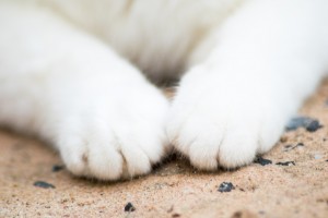 猫が甘えるときにみせる7つの仕草 噛むのも甘えの行動ってホント みんなのペットライフ