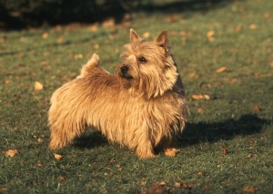 海外では人気犬 ノーリッチテリア って知ってる その特徴と飼い方は みんなのペットライフ