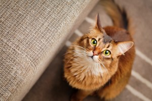 猫がついてくる4つの理由とは 鳴きながらウロウロ寄ってくる心理を解説 みんなのペットライフ