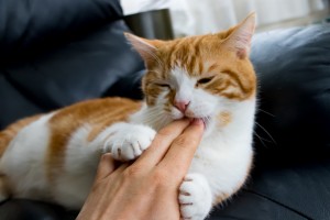 猫のしつけにはコツが必要 猫のしつけの基本 正しい叱り方 みんなのペットライフ