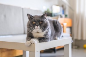 猫のしつけにはコツが必要 猫のしつけの基本 正しい叱り方 みんなのペットライフ