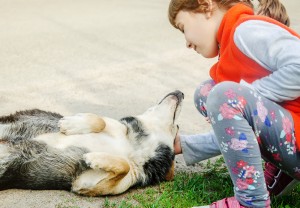 犬が甘える気持ちやしぐさ5選 飼い主を信頼してくっついてくる行動心理とは みんなのペットライフ