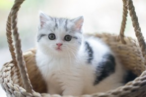 サバトラ猫ってどんな猫？ キジトラとの違いや特徴などを解説 