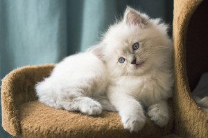 初心者でも飼いやすい猫の種類とは おとなしい性格の猫種5選 みんなのペットライフ