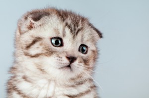 初心者でも飼いやすい猫の種類とは おとなしい性格の猫種5選 みんなのペットライフ