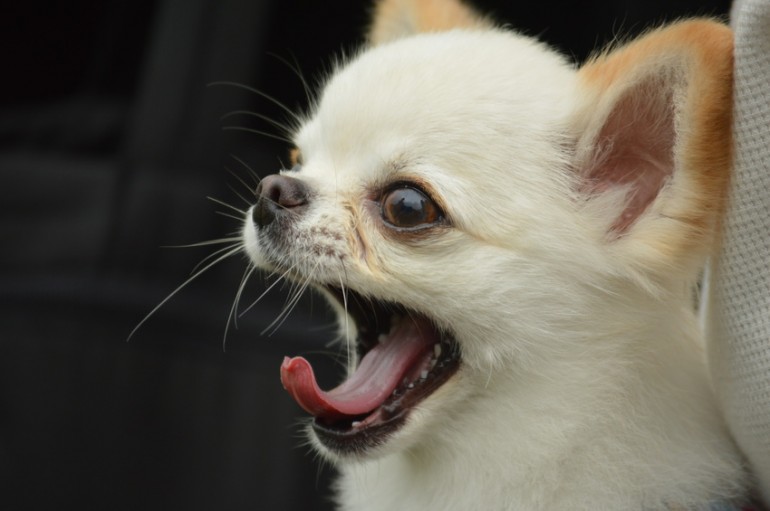 犬のあくびにはこんな理由が あくびに隠された意味や犬の心理について みんなのペットライフ