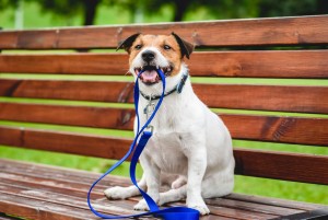 犬の首輪にはどんな種類がある 首輪の選び方やハーネスとの違い みんなのペットライフ