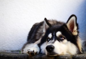 獣医師執筆 犬に生理はある 飼い主が知っておくべき生理の症状 対処法 みんなのペットライフ