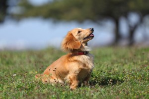 獣医師執筆 愛犬のくしゃみが止まらない 犬のくしゃみの原因と考えられる病気 みんなのペットライフ