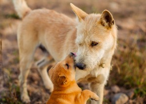 雑種犬には魅力がいっぱい ミックス犬との違い 迎える方法をご紹介 みんなのペットライフ