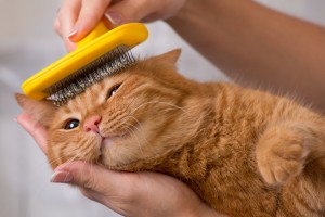 猫が威嚇してくる理由 威嚇の特徴 変なポーズのわけとは みんなのペットライフ