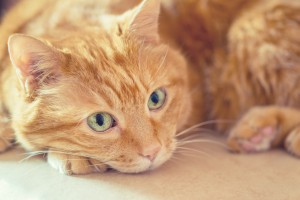 雑種の猫は魅力がいっぱい 雑種猫の毛色や性格について みんなのペットライフ