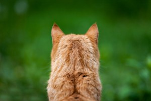 雑種の猫は魅力がいっぱい 雑種猫の毛色や性格について みんなのペットライフ