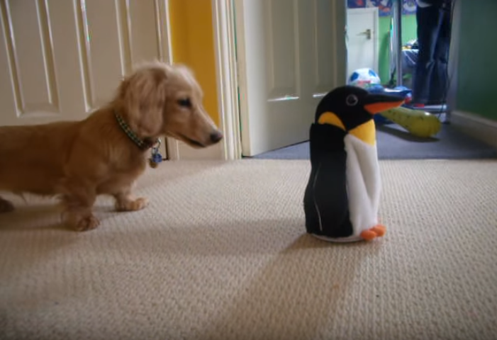 これは何 動くペンギンのおもちゃをみてビックリしちゃうダックスさん みんなのペットライフ