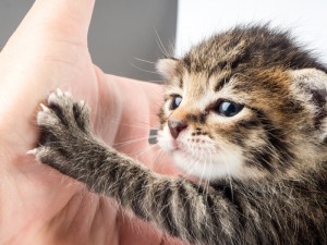 子猫の育て方 日齢の判別方法から必要なグッズ お世話の仕方まで解説 みんなのペットライフ