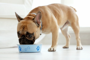 犬にパイナップルを与えても大丈夫 パイナップルを食べさせるときの注意点 みんなのペットライフ