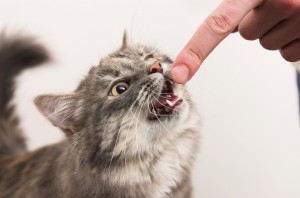 猫が唸るのはどんなとき 唸っているときの気持ちや理由 対処法について みんなのペットライフ