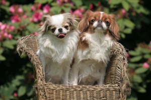 知ってた もっとも小さく 唯一垂れ耳の日本犬 狆 チン について知りたい みんなのペットライフ