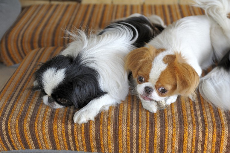 知ってた もっとも小さく 唯一垂れ耳の日本犬 狆 チン について知りたい みんなのペットライフ