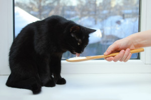 猫はヨーグルトを食べても大丈夫 メリットや注意点 病気との関係性を解説 みんなのペットライフ