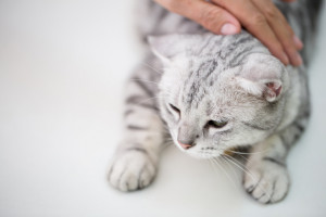 サバトラ猫ってどんな猫 キジトラとの違いや特徴などを解説 みんなのペットライフ