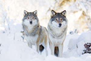 犬の鳴き声に理由はあるの クンクンやクーンなど鳴く意味について解説 みんなのペットライフ