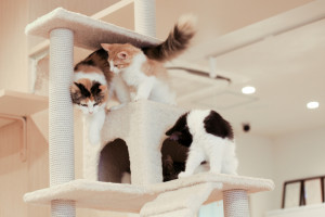 猫におすすめのキャットタワー5選 キャットタワーの選び方や設置場所を解説 みんなのペットライフ