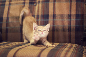 猫が唸るのはどんなとき 唸っているときの気持ちや理由 対処法について みんなのペットライフ