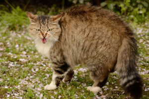 猫が唸るのはどんなとき 唸っているときの気持ちや理由 対処法について みんなのペットライフ