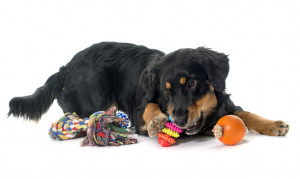 犬は噛むのが大好き 犬におもちゃを与える意味や噛むおもちゃの選び方 みんなのペットライフ