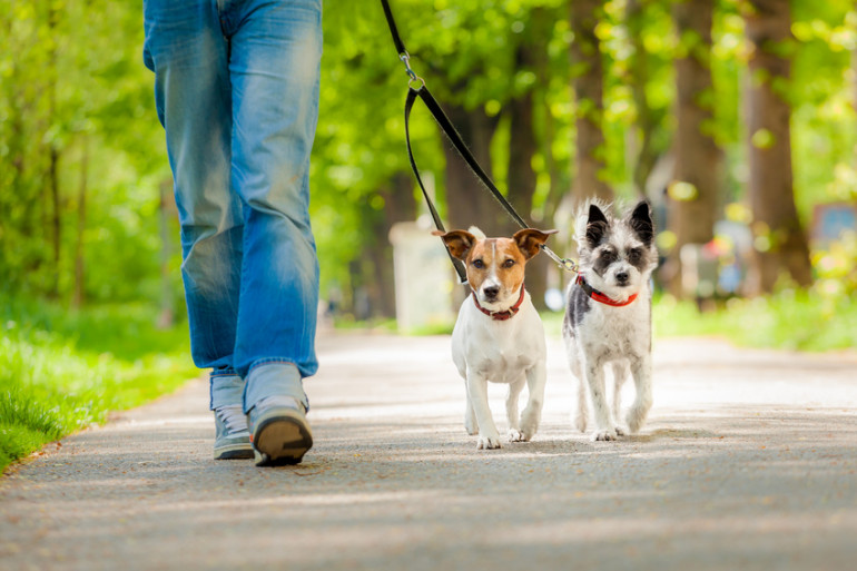 犬の散歩 夏場はどうしたらいい 夏の散歩の注意点やおすすめグッズをご紹介 みんなのペットライフ