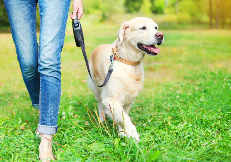 犬の散歩 夏場はどうしたらいい 夏の散歩の注意点やおすすめグッズをご紹介 みんなのペットライフ