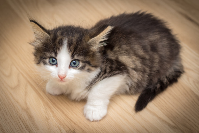 ハチワレってどんな猫 ハチワレ猫の特徴や性格 魅力をご紹介 みんなのペットライフ