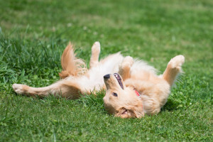 犬が地面に体をこすりつける なぜそんなことをするのかをご紹介します みんなのペットライフ