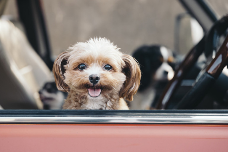 犬を飼ったら 犬の登録 に行きましょう 犬に関する必要な手続きをご紹介 みんなのペットライフ