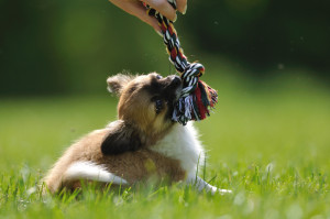 なぜ犬は尻尾を追いかけるの そのまま放っておくと危ないかも みんなのペットライフ