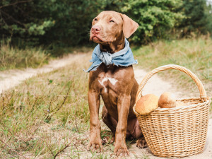 犬と一緒に味わいたい秋の味覚 きのこ 与えても大丈夫 どんな栄養があるの みんなのペットライフ