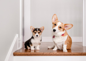 犬にとって階段は危ないの 危険な理由とリスクの減らし方をご紹介 みんなのペットライフ