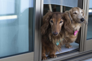 マンションで犬を飼いたい おすすめの犬種や飼うときの注意点についてご紹介 みんなのペットライフ