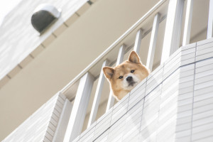 マンションで犬を飼いたい おすすめの犬種や飼うときの注意点についてご紹介 みんなのペットライフ