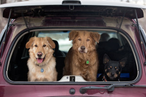 犬の鳴き声に理由はあるの クンクンやクーンなど鳴く意味について解説 みんなのペットライフ