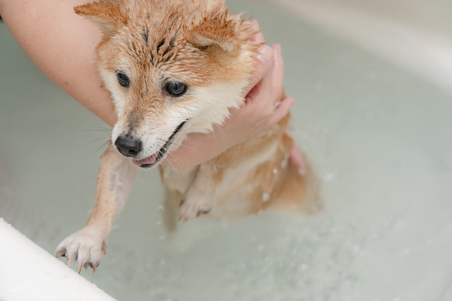 犬のお世話に疲れていませんか しなくてもよいお世話12選 みんなのペットライフ