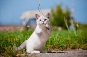 小さな猫が飼いたい おすすめの小型猫8種 みんなのペットライフ