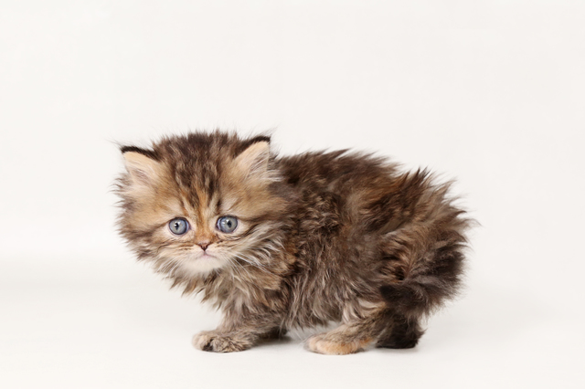 標準 申し込む 保持する 世界 一 可愛い 子猫 Suzukenshizai Jp