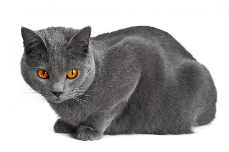 猫の目の色は何種類 宝石みたいな猫の目まとめ みんなのペットライフ