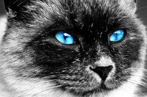 猫の目の色は何種類 宝石みたいな猫の目まとめ みんなのペットライフ