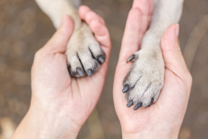 獣医師執筆 愛犬にしこりを見つけた しこりの原因や病気の可能性は みんなのペットライフ