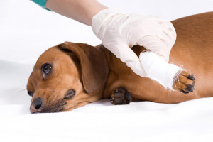 獣医師執筆 犬のパテラ 膝蓋骨脱臼 とは 治療法や予防法をご紹介します みんなのペットライフ